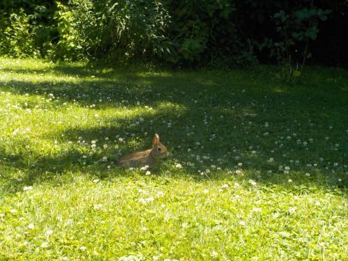 CB Baby Bunny Clover.jpg